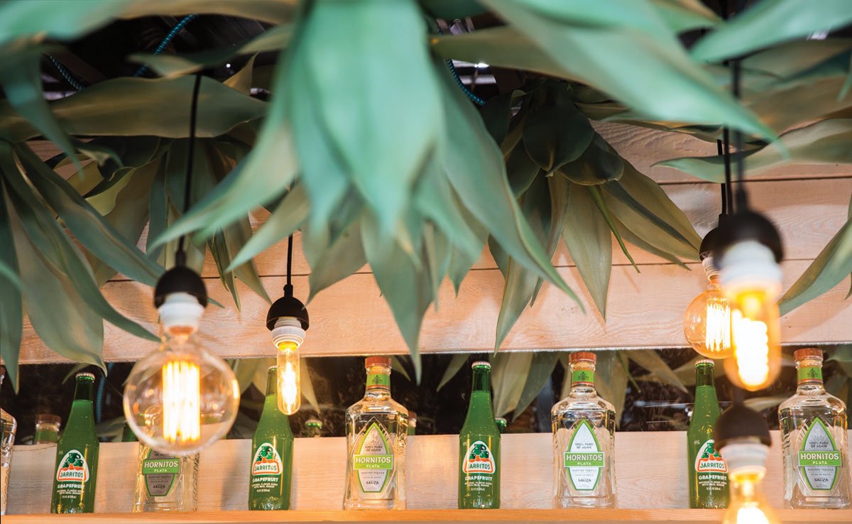Picture of agave plants hanging from the bar ceiling.