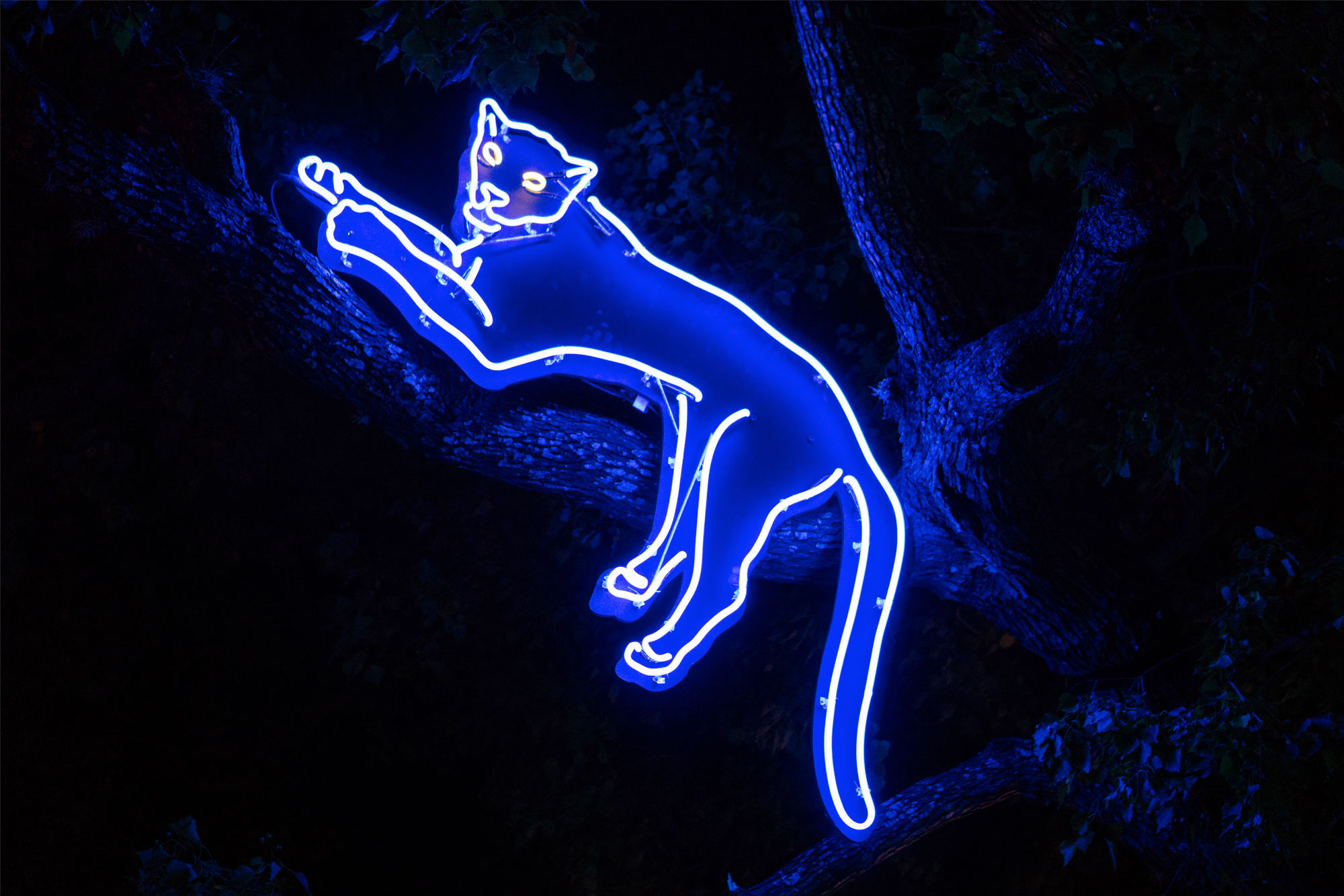 Picture of a neon panther.
