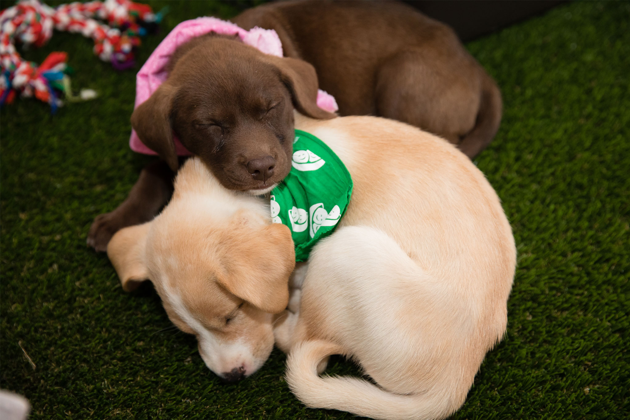 Picture of puppies at SXSW.