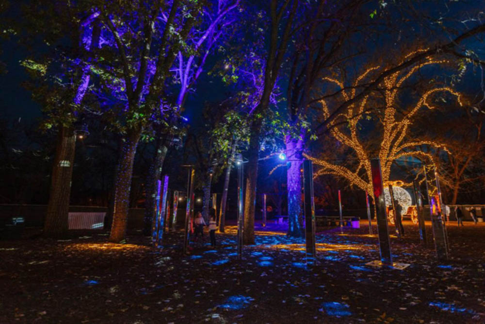 Picture of blue light spotlighting the trees of Zilker Park.